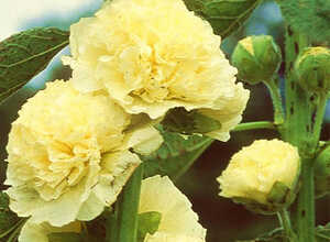 Rose TrÃ©miÃ¨re Jaune
