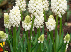 Muscari Botryoides Album