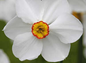Narcisses Actaea