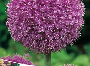 Allium-Ail d'ornement Gladiator (en vrac) Allium-Ail d'ornement Gladiator (en vrac)