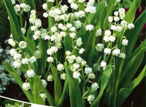 Muguet