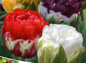 Tulipes Ice Cream en MÃ©lange