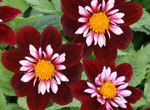 Dahlia Colerette Mary Evelyn
