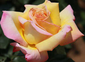 Rosier Peace ParfumÃ©e