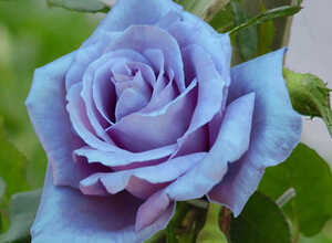 Rosier Waltz Time ParfumÃ©e