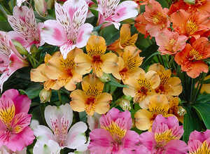 Alstroemeria MÃ©lange