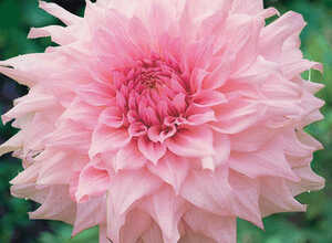 Dahlia Dinnerplate Shillo Noelle