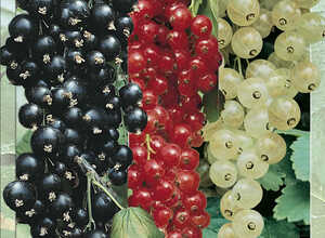 Collection de petits fruits (groseilles blanches, rouges et cassis)