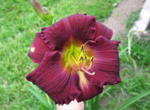 Hemerocallis Bela Lugosi