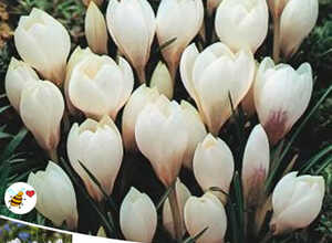Crocus Miss Vain (en vrac)