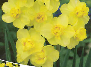 Narcissus Yellow Cheerfulness Narcissus Yellow Cheerfulness