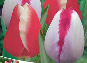 Tulipa Triomphe Rouge-Blanc & Playgirl Tulipa Triomphe Rouge-Blanc & Playgirl