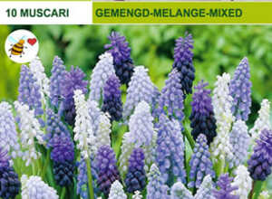 Muscari Mélange
