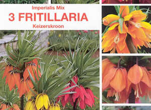 Fritillaire Impériale Mélange Fritillaire Impériale Mélange