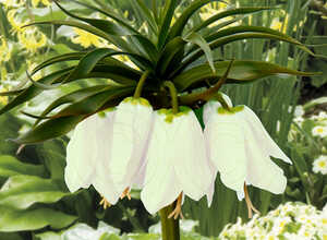 Fritillaire impériale Blanc (Fritillaria Imperialis Early Romance)