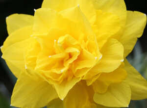 Narcisses Golden Ducat