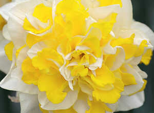 Narcisses Sweet Pomponnette