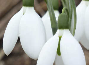 Grand Perce-Neige Elwesii (XL-Emballage)