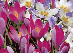 Crocus Tommasinianus Blue-Pearl & Roseus