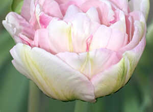 Tulipes Angelique (en vrac) Tulipes Angelique (en vrac)