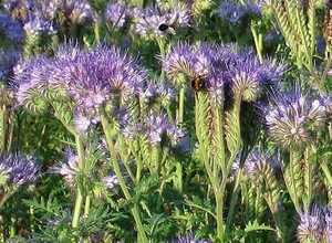 Fumage ou d'Ãngrais vert Phacelia 1KG