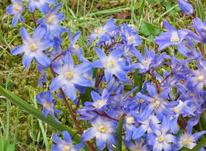 Chionodoxa lucilea (gloire des neiges)