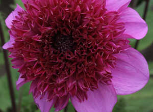 Dahlia Blue Bayou