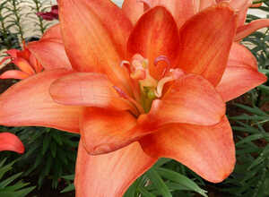 Lis Fleur Double Ceb Latte Lis Fleur Double Ceb Latte