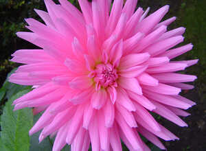 Dahlia Cactus Rose