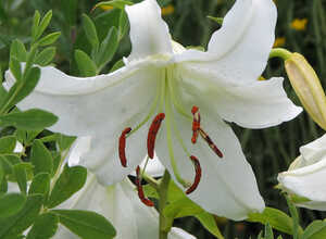 Lis Orientaux Blanc