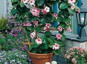 Mandevilla (dipladenia) jasmin du BrÃ©sil rose (Plantes en Pot)