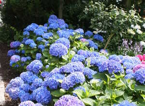 Hortensia (hydrangea) Bleu (Plantes en Pot)