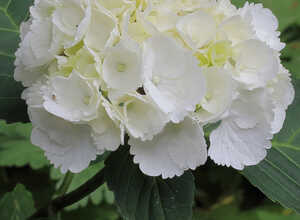 Hortensia (hydrangea) Blanc (Plantes en Pot)