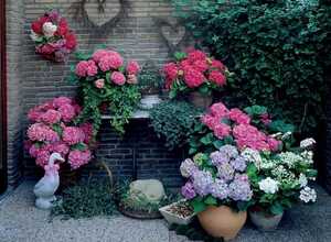 Hortensia MÃ©lange