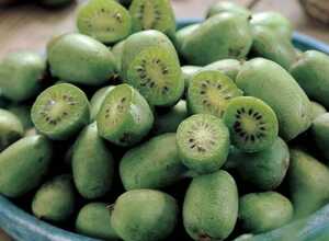 Kiwi dâÃ©tÃ© - Actinidia Arguta