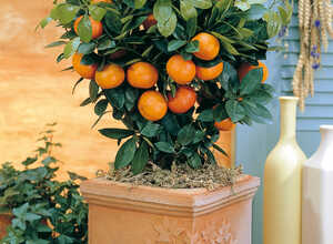 Citrus mitis (calamondin) (citrofortunella mitis)