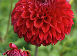 Dahlia Pompon Nescio
