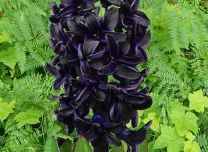 Jacinthe Dark Dimension (Noir)