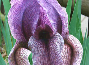 Iris Dardanus