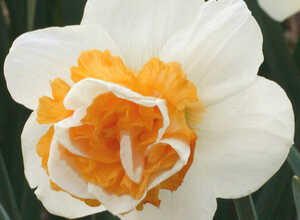 Narcisses Love Call