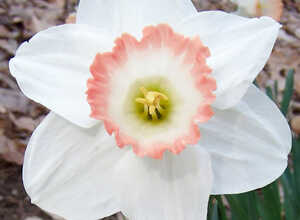 Narcisses Spring Pride