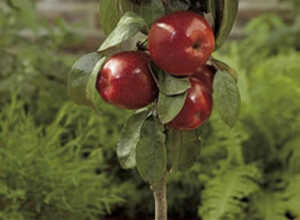 Pomme de Gala