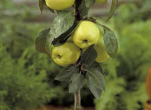 Pomme de Golden Delicious (Malus Golden Delicious)