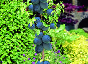 Prunier Black Amber