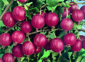 Groseillier rougey (Ribes uva-crispa)