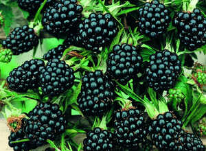 MÃ»rier sans Ã©pines (Rubus ulmifolius)