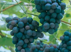 Raisin Bleu