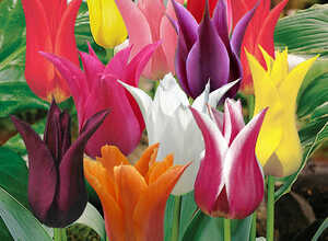 Tulipes Fleur de Lys en MÃ©lange