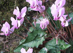 Cyclamen Hederifolium