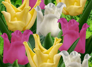 Mélange Tulipa Crown mix